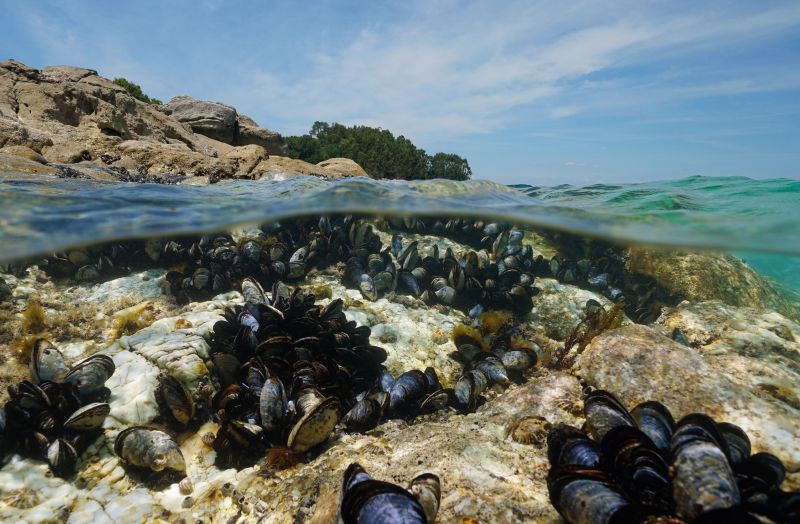 half underwared shot with mussles growing under water and a rocky shoreline above