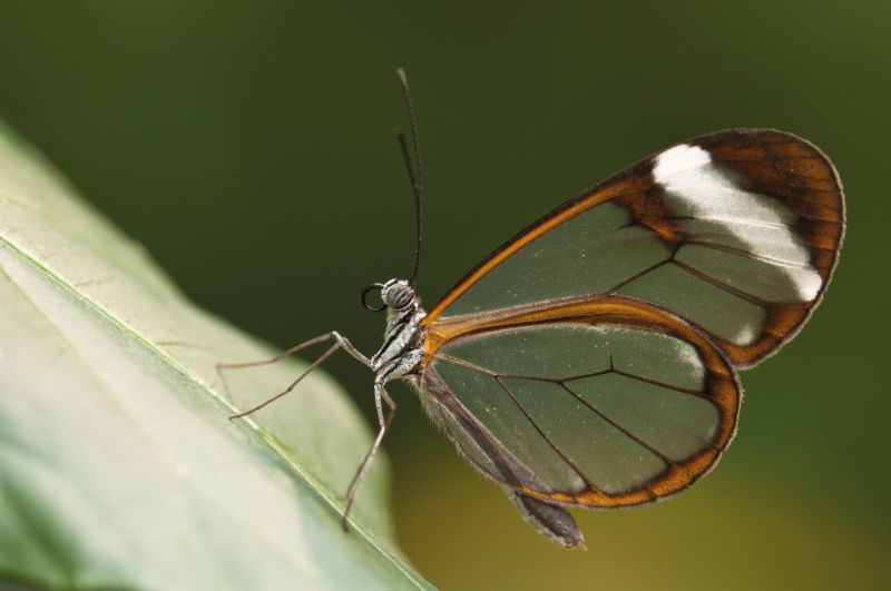 The glasswing butterfly was the inspiration for this solar shipping advance