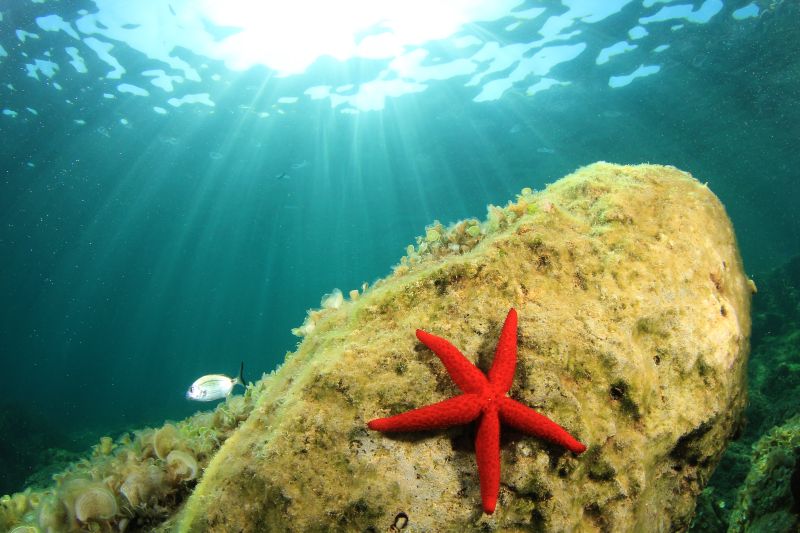 Starfish clinging to a rock underwater pictured