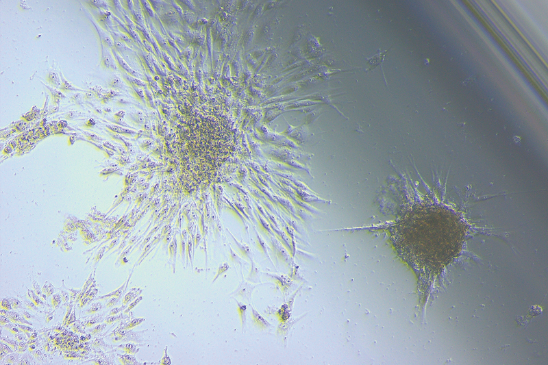 Representative microscopy image showing organised mesenchymal stem cell aggregation and cellular extensions on a defined biomimetic substrate of synthetic polymer