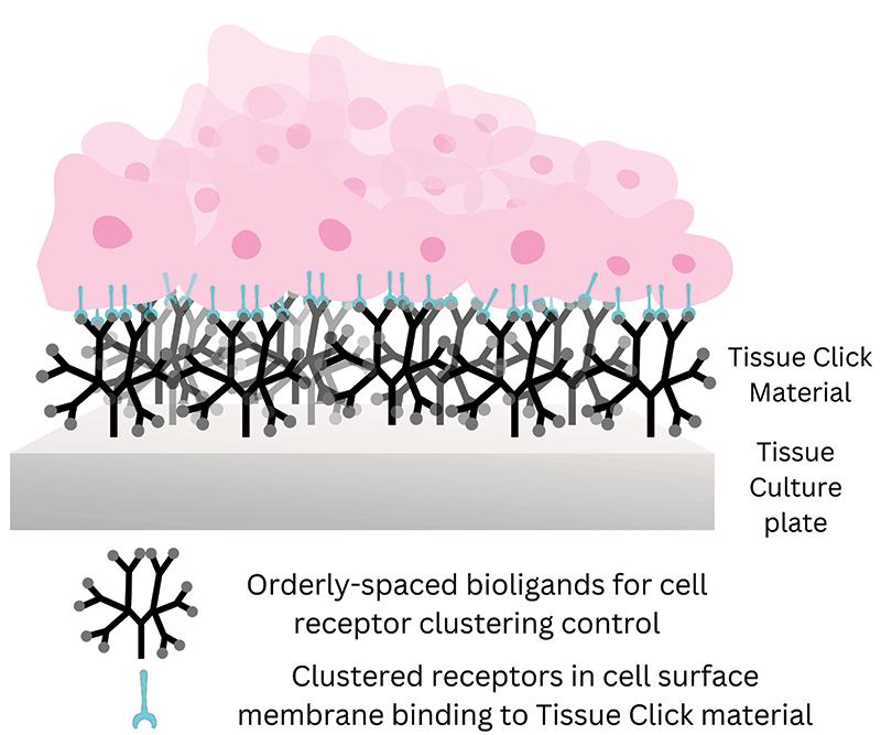 Schematic representation of multi-branched macromolecular architectures presenting bioactive ligands at controlled spatial densities on a tissue culture plate