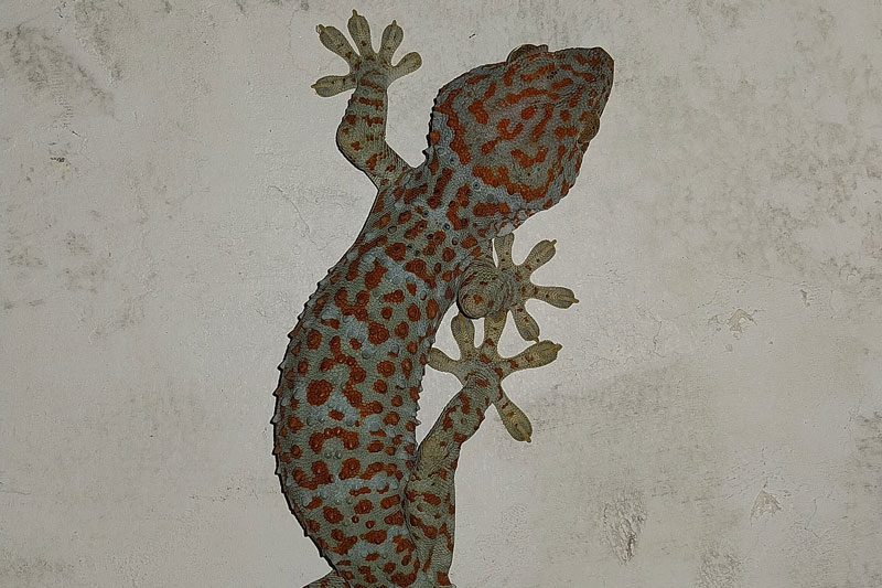 red and white geko shot angle means only three legs are visible and part of the tail