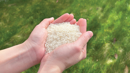 Rice_image2 web.jpg