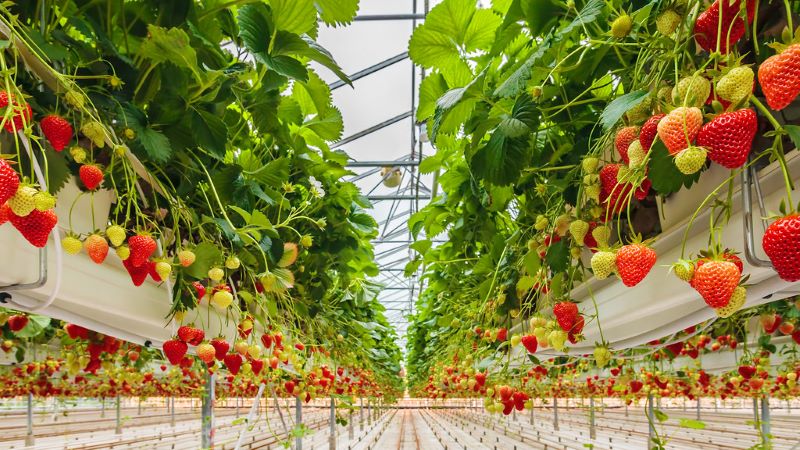 strawberries growing in a greenhouse