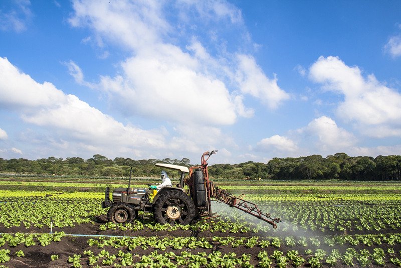 Person in protective clothing spraying wheat crops field with tractor and sprayer