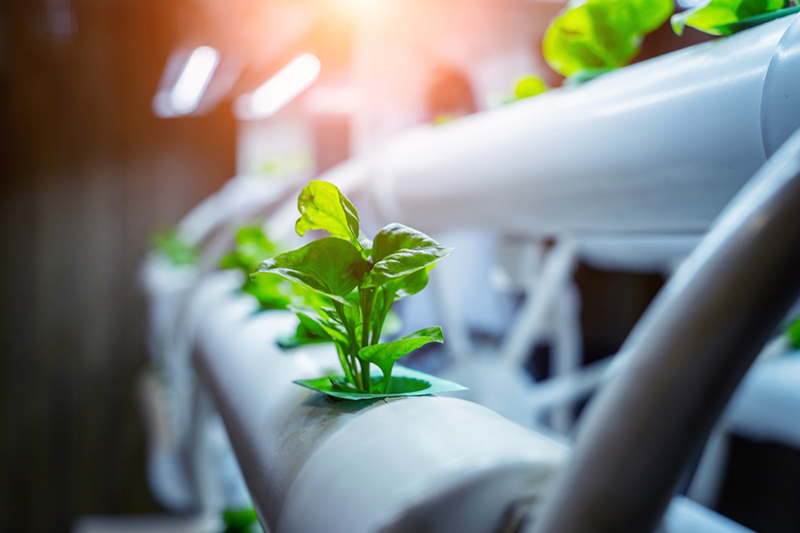Racks with young microgreens in pots under led lamps in hydroponics vertical farms
