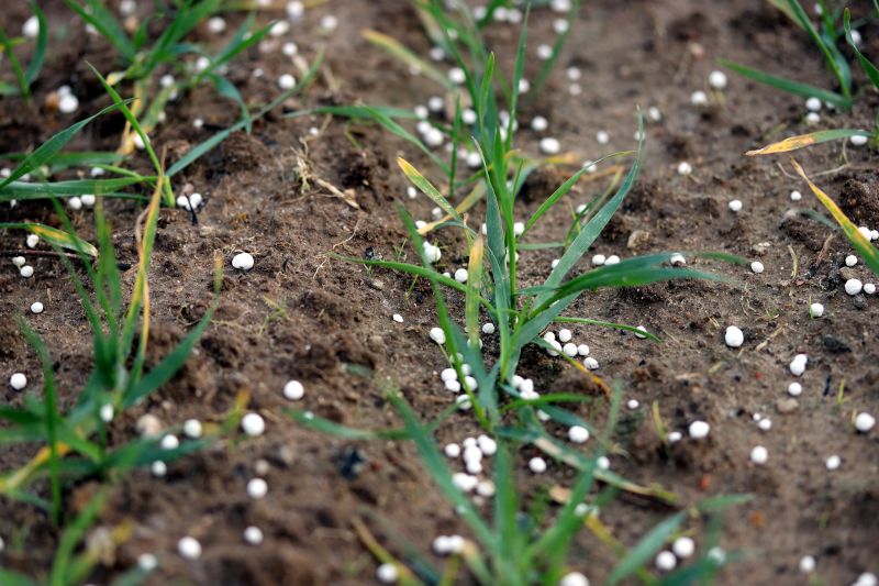 white pellets surround small plants on bare soil