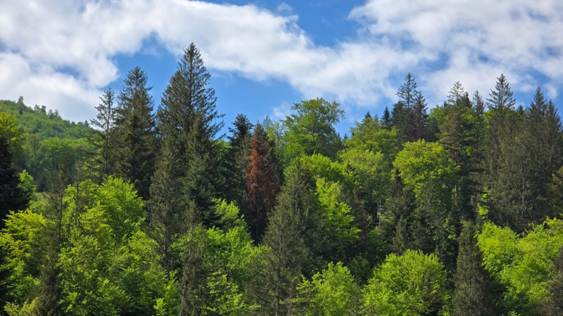 Lush green forest hillside with mixed deciduous and coniferous trees under a partly overcast sky. 