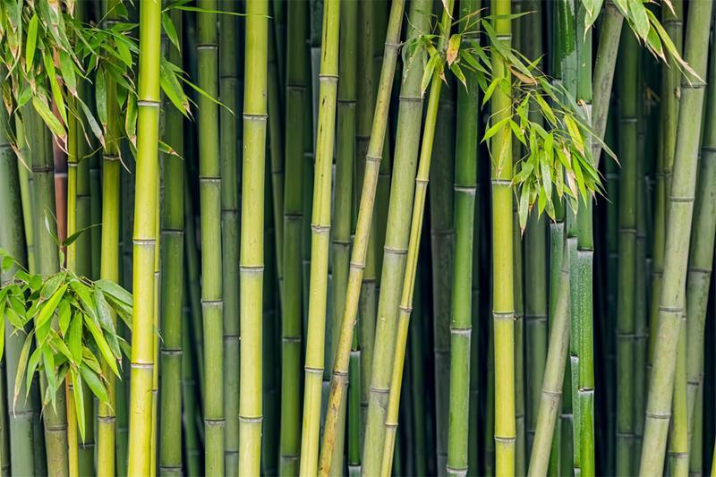 Green bamboo tree close-up