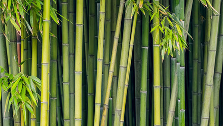 bamboo_shutterstock_2530688529 web.jpg