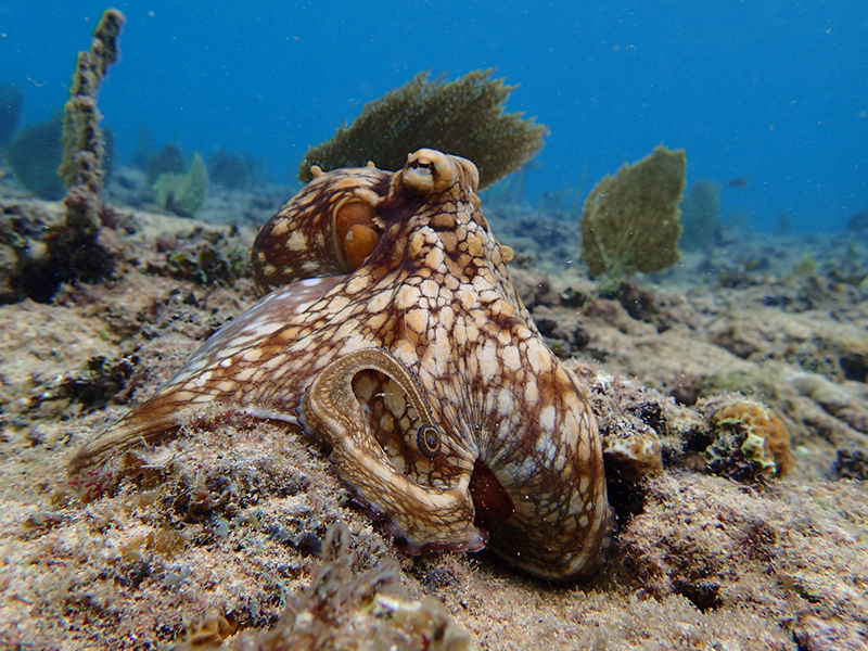 Underwater wild octopus displaying camouflage