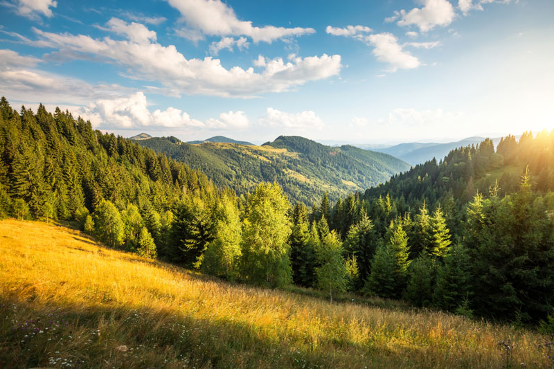 a grassy area with connifers behind followed by a mountainside in the distance