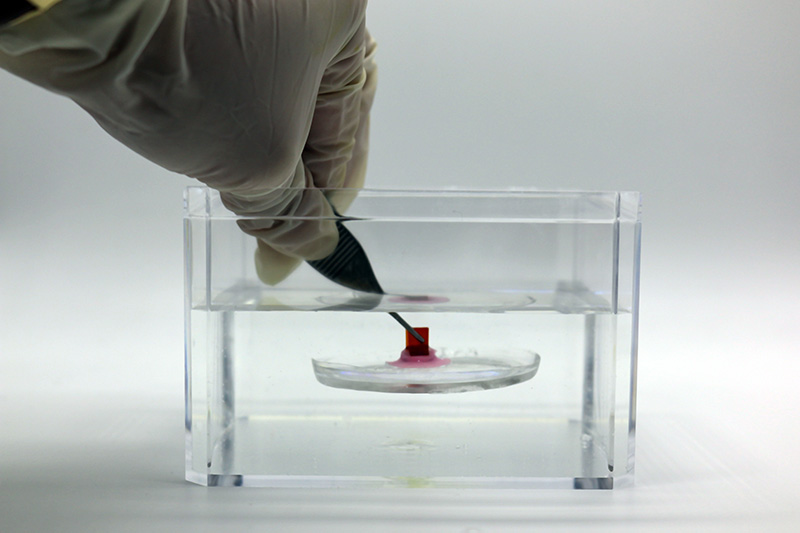 A gloved hand holding tweezers pinching a small square item attached to a pink adhesive, stuck to a larger glass disc