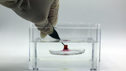 MIT_Underwater-Adhesives-01-press.jpg