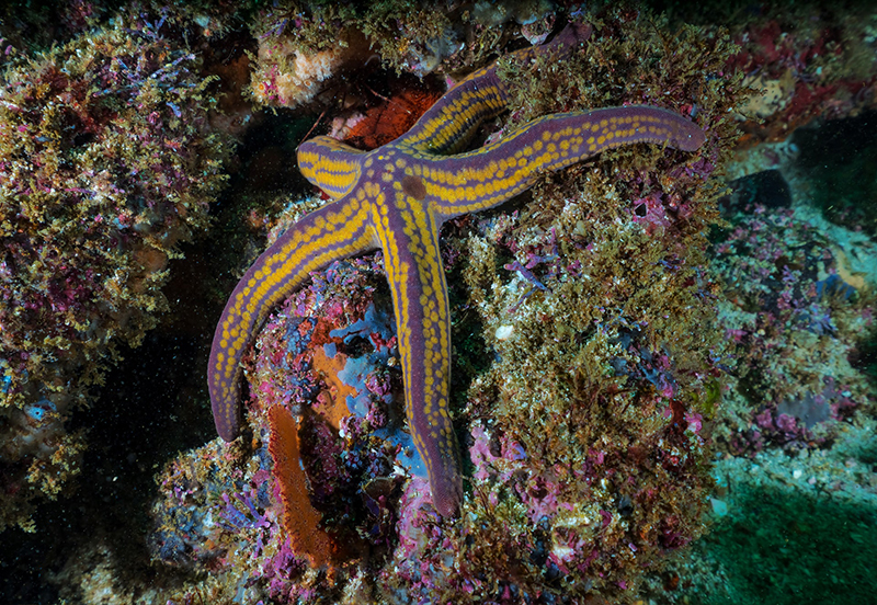 a purple and yellow starfish on coral