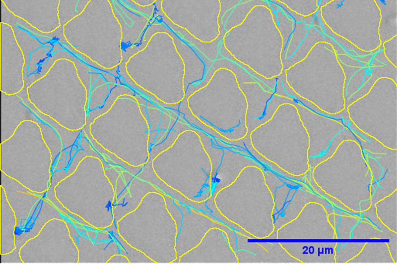 Optical tracking image after 2 minutes shows the paths of individual bacterial cells swimming within channels 