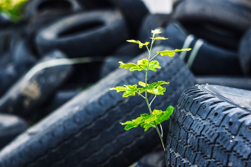 A young green tree makes its way through a bunch of old car tyres pictured.