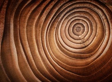 shutterstock_773237332 Wood natural woodcross section.jpg