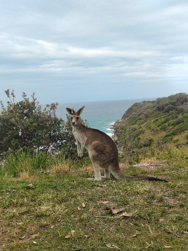 Local fauna