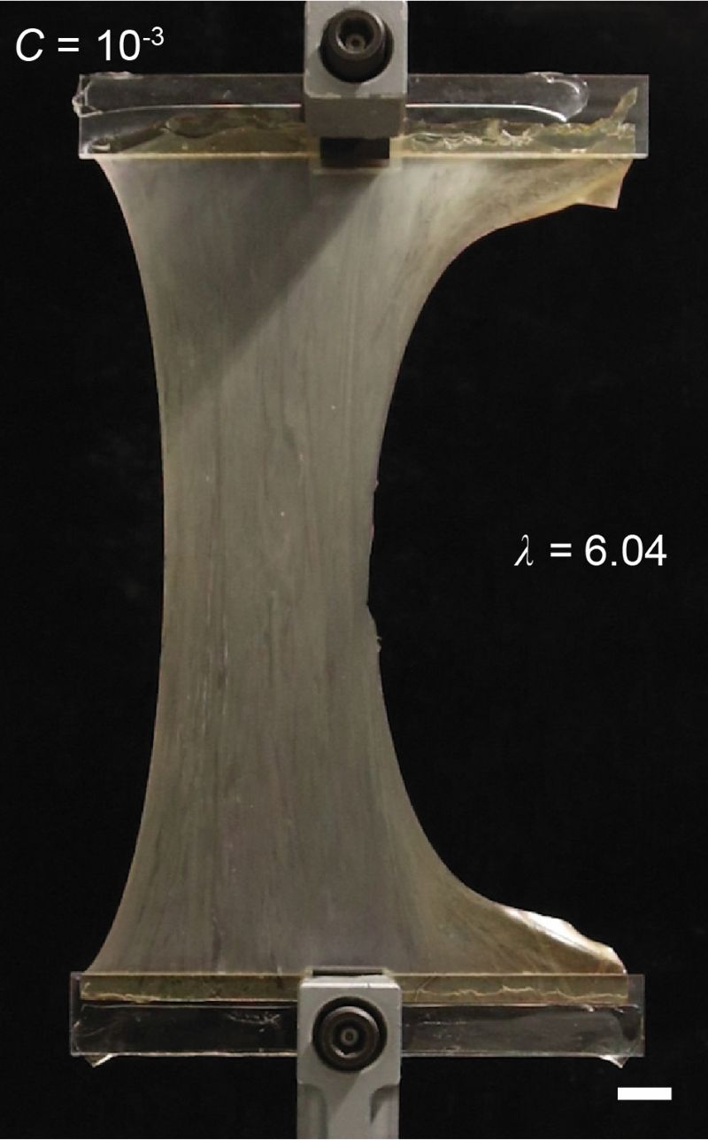 A pre-cracked sample of rubber with a long-chain network and crosslink density of 10-3, stretched to around six times its original length (scale bar is 20mm) pictured
