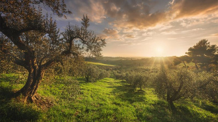 Olive Grove Shutterstock.jpg
