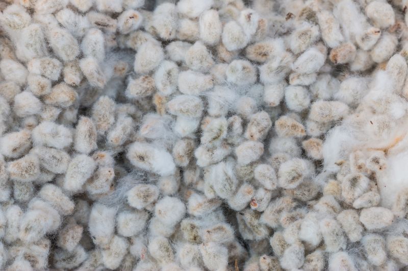 Using cottonseed oil extracted from cottonseeds (pictured) to treat fabric could eliminate waste in textile manufacture